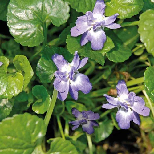 Jardin maison:violette Odorante bleue - Le pot de 9 x 9 cm