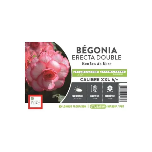 Pour vos projets jardin:Bégonia Erecta Double Bouton de Rose XXL rose clairà bord foncé Ernest Turc - bulbes vrac