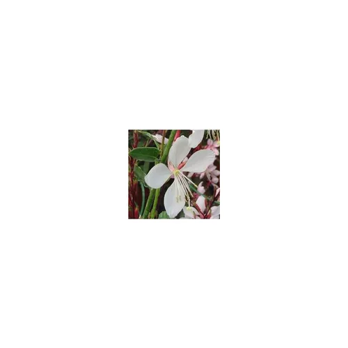 Parfait pour le jardin：Gaura Lindheimeri - Le pot de 4,5 litres