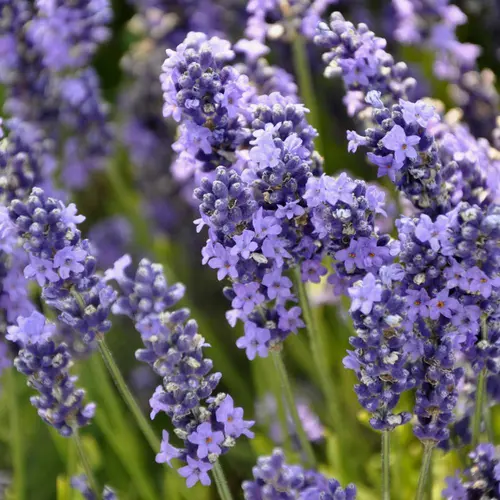 Pour un jardin bien équipé:Lavande Angustifolia coloris violet – 3 L