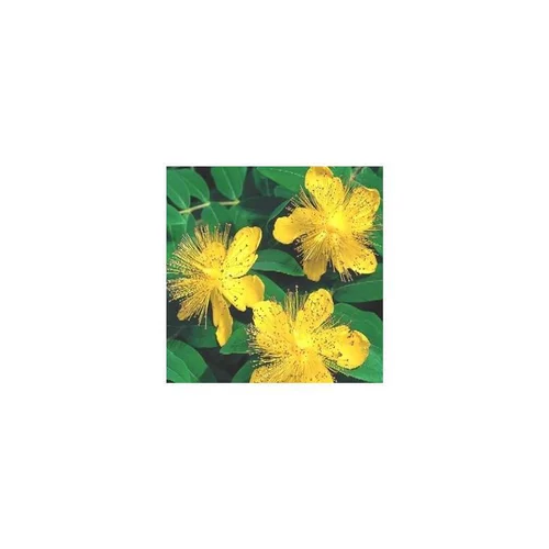 Spécial jardin：Hypericum Miracle Blossom en pot