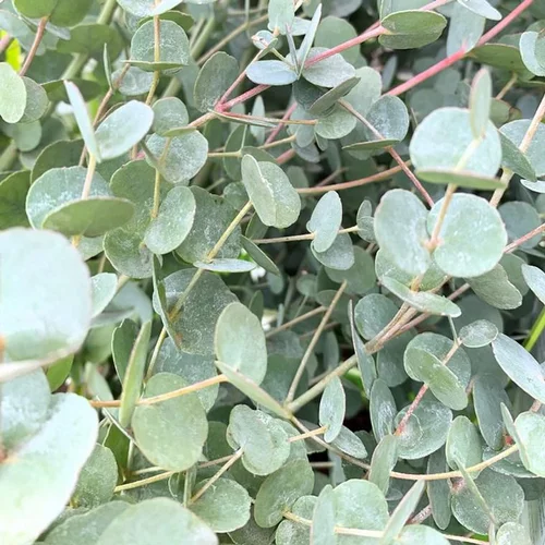 Une touche pratique au jardin：Eucalyptus Gunnii Azura. Le pot de 2 litres
