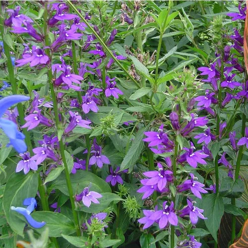 Un plus pour votre jardin:Lobelia speciosa - Le pot de Ø 19 cm