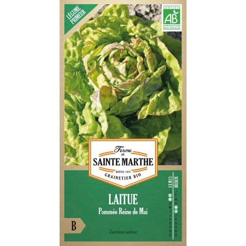 Solution pour le jardin：Graines de laitue pommée grosse blonde paresseuse bio Ferme de Sainte Marthe - graines à semer
