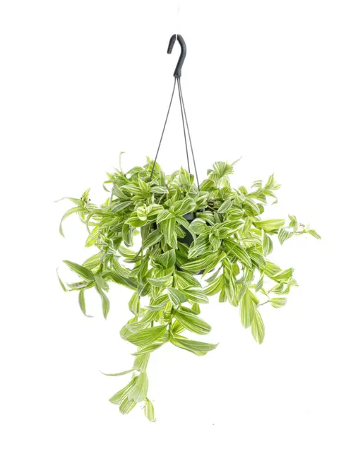 Sélection pour vos extérieurs：Tradescantia Ivory Hill (Misère) blanc. La suspension Ø 12 cm