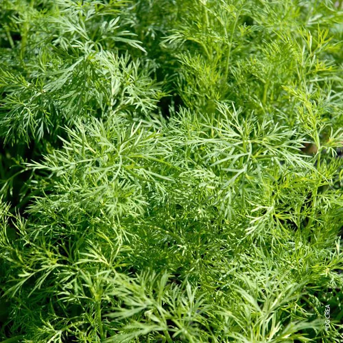 Un indispensable au jardin：Aneth Bio. Le pot de 1 litre