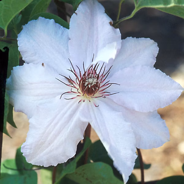 2 x Clématite 'Snow Queen' – Clematis 'Snow Queen', 50-60 cm pot