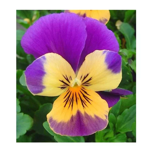 Jardin solution:Viola Endurio - Le pot de 10.5 cm