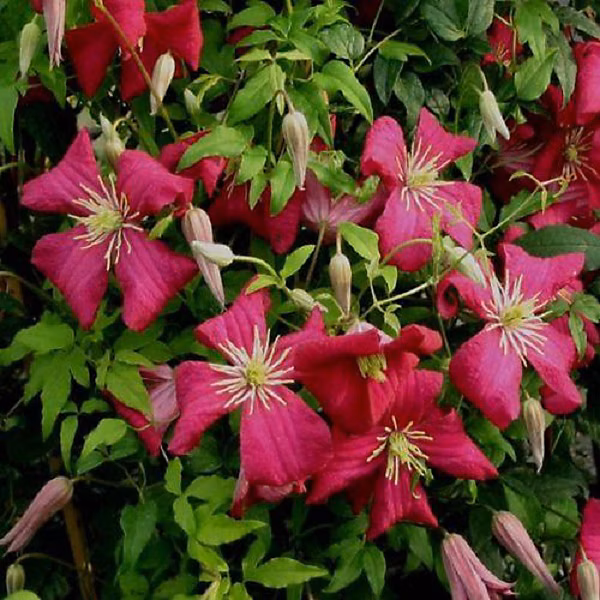 2 x Clématite des montagnes 'Madame Jules Correvon' – Clematis 'Madame Jules Correvon', 50, 60 cm pot