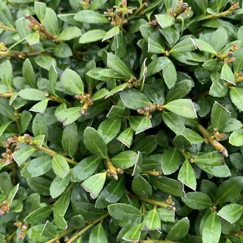 Jardin service：Houx crénelé vert. 130 cm