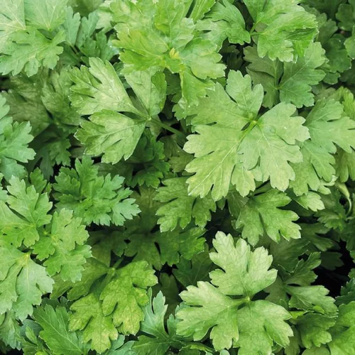 Pour l’univers du jardin：Persil Geant D'Italie Bio. La motte de 4x4 cm