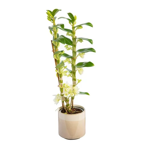 Extérieur équipement：Dendrobium nobilé 2 branches avec cache-pot Ø 12 cm