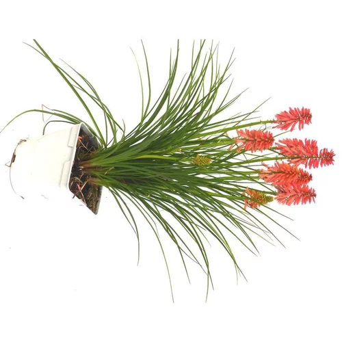Jardin déco：Kniphofia ou Tritoma Poco Varié à fleurs oranges - Le pot de 7,5 litres