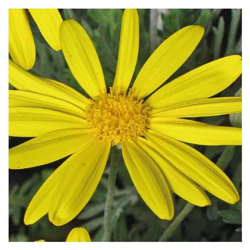 Espace vert moderne：Euryops jaune - Le pot de 9 x 9 cm