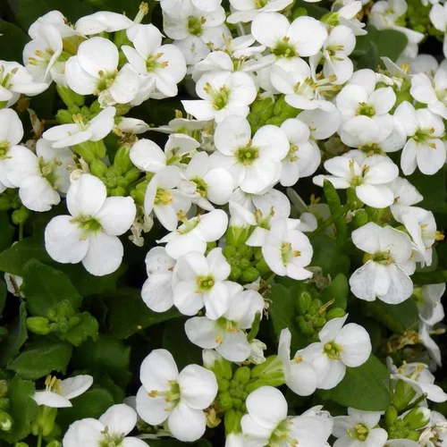 Confort jardin：Arabette du Caucase (Arabis caucasica ou Corbeille d'argent) à fleurs blanches - La barquette de 6 plants