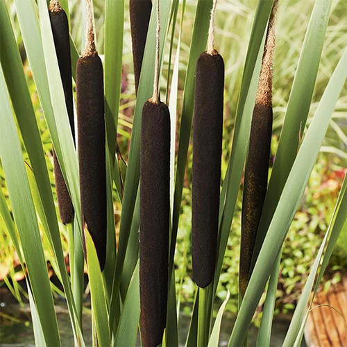 Fonctionnel au jardin:Massette pot de 3 litres