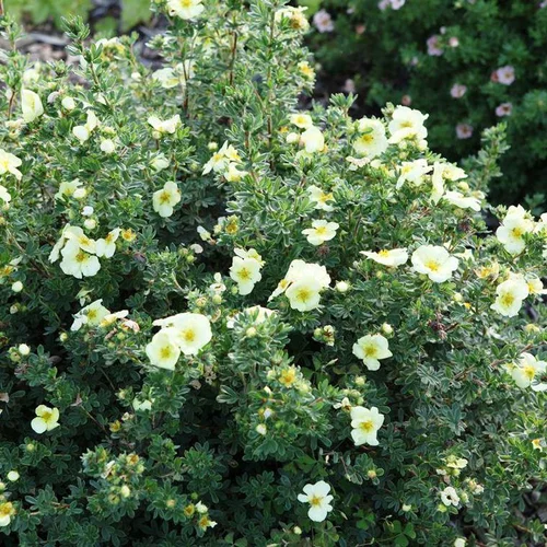 Choix utile：Potentille Golden Carpet jaune. Le pot de 4 litres