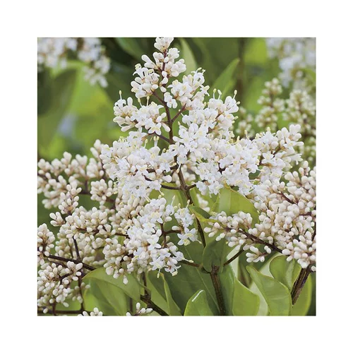 Extérieur accessoire：Troène du Texas ( LIGUSTRUM TEXANUM)
