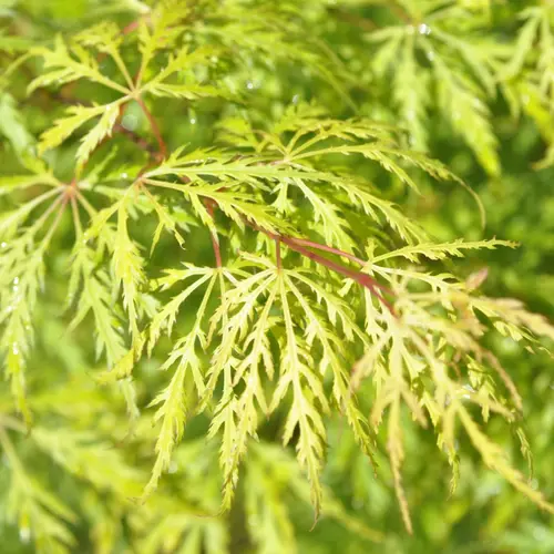 Pour profiter dehors:Érable du Japon demi-sec vert. Le pot de 7 litres