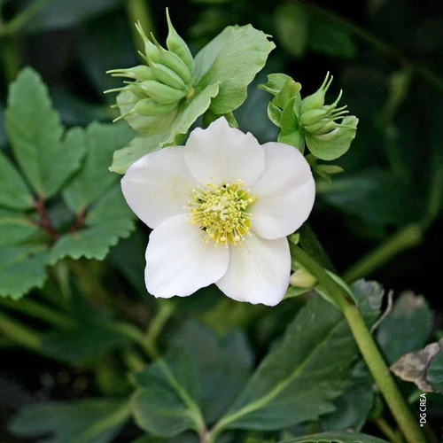 Une sélection pour l’extérieur:Helleborus Niger - En verrerie ronde