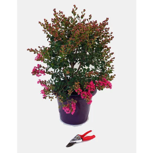 Jardin & pratique:Lagerstroemia Indica Charms Fuchsia d’été rose. Le pot de 12 litres