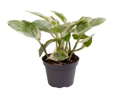 Sélection nature:Scindapsus N’Joy mini. Le pot de Ø 6 x H 10 cm