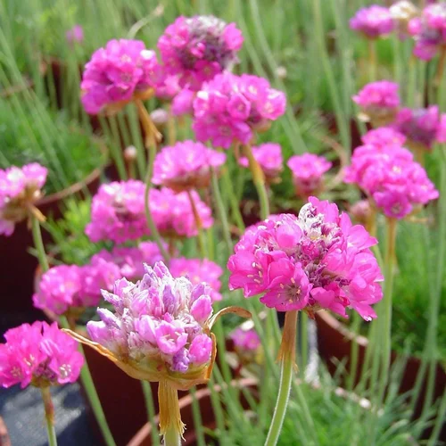 Pour vos extérieurs：Armeria Maritima Rubrifolia (Rose). Le pot de 2 litres