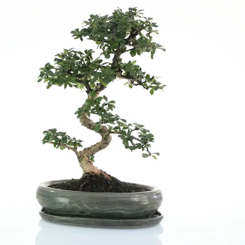 Pour un extérieur bien organisé：Bonsaï Carmona botanic® taille 5,5. Le pot
