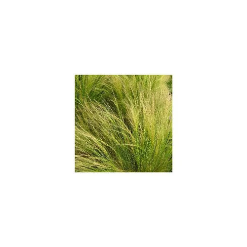 Une touche pratique à l’extérieur:Stipa cheveux d'anges - Le pot de 10,5 cm