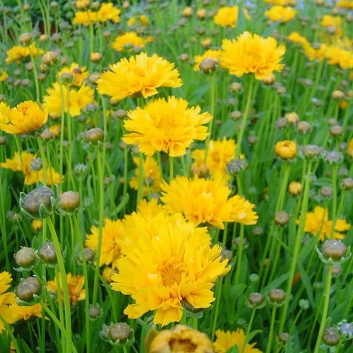Idéal pour l’extérieur：Coreopsis à fleurs jaunes - Le pot de 4,5 litres