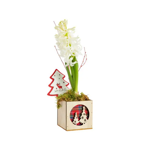 Sélection nature:Jacinthe en pot carré bois