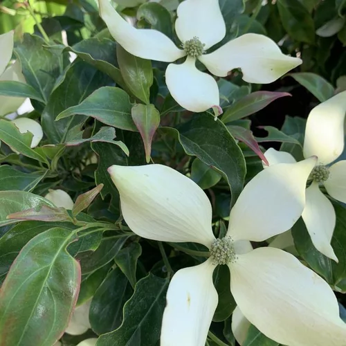 Jardin et maison:Cornus Florida Honkogenensis Blanc. Le pot de 4 litres
