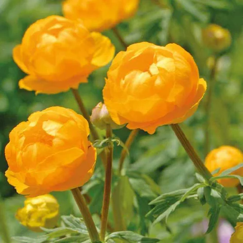 Jardin à organiser:Trolle jaune-Orange - Le pot de 9 x 9 cm