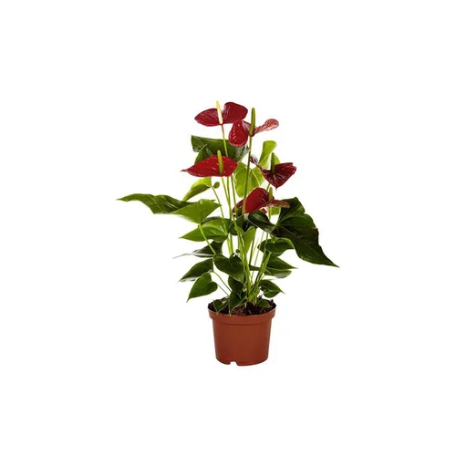 Espace vert utile：Anthurium Dakota pot Ø14 cm/ H50 cm