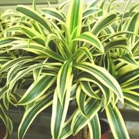 Idéal pour le jardin:Dracaena Lemon Lime en pot H 110 x Ø 20 cm