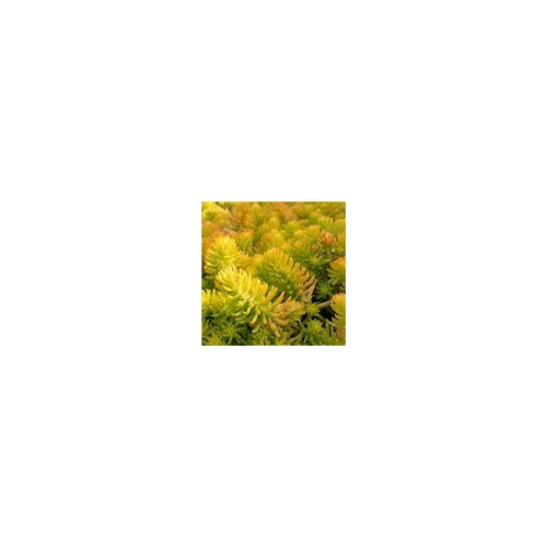 Un atout pour vos extérieurs:Sedum Reflexum Dore - Le pot de 1 litre