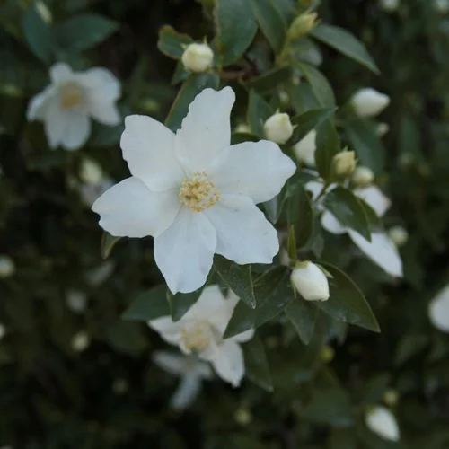 Pour vos besoins extérieurs：Seringat (Philadelphus Coronarius). Le pot de 10 litres