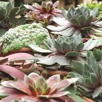 Le pratique pour l’extérieur：Sempervivum mélange de variétés. La composition