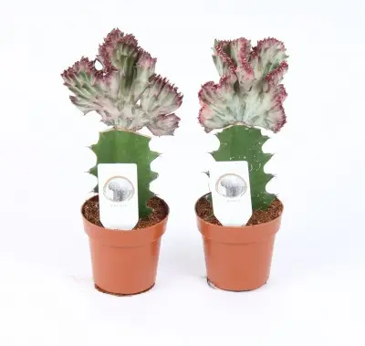 Extérieur déco：Euphorbia Lactea rouge. Le pot de 8,5 x H 20 cm