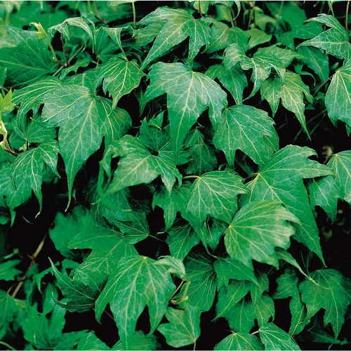 Le choix jardin:Lierre d'Irlande - Le pot de 0,5 L