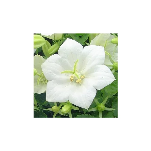 Pour équiper le jardin:Campanule des Carpates - Le pot de 10,5 cm
