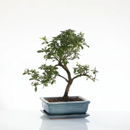 Qualité pour le jardin:Bonsaï botanic® Zelkova avec pot et soucoupe - Taille 3,2