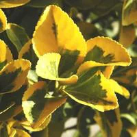 Idée pratique：Euonymus Japonica Aureomarginatus ou Fusain du Japon en pot de 3 L