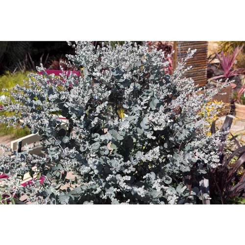 Espace vert essentiel：Eucalyptus Gunnii Silverana bleu en pot de 4 L