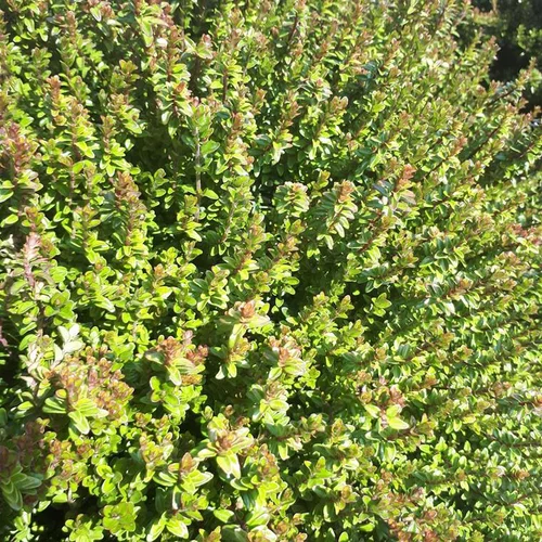 Facile dehors:Chèvrefeuille Nitida Scoop (Lonicera) boule. Le pot de 5 litres