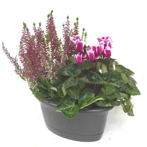 Pour un extérieur agréable：Coupe Columbarium Rose - La composition