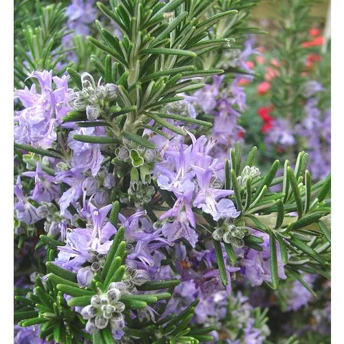 Jardin tout terrain：Romarin Officinal Bio. Le pot de 2,5 litres