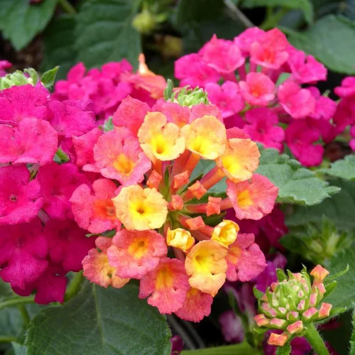 Sélection malin：Lantana à fleurs multicolores - Le pot de 1 litre