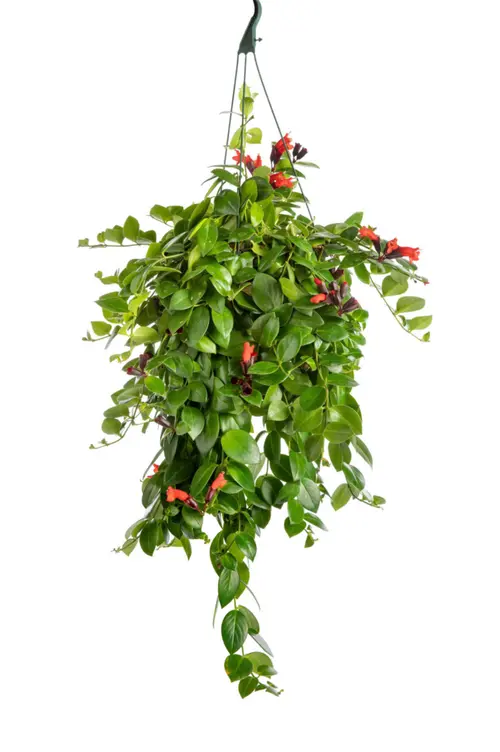Pour valoriser votre jardin:Aeschynanthus Mona Lisa vert. La suspension Ø 14 cm
