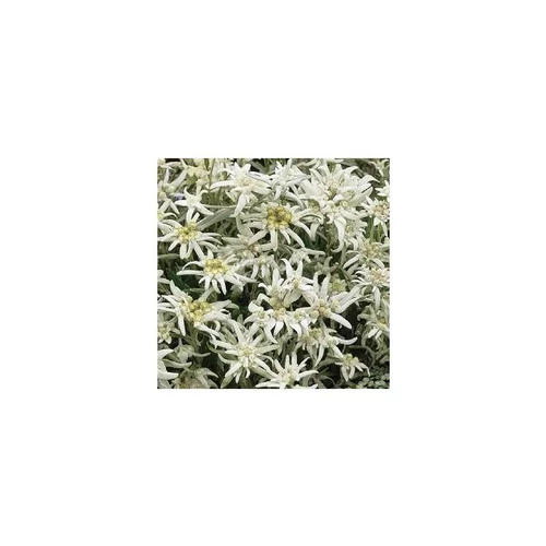 Confort dehors:Edelweiss ou Leontopodium Alpinum - Le pot de 10,5 cm